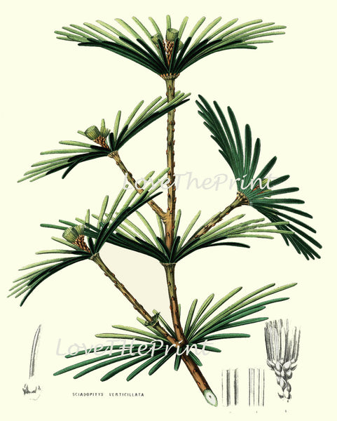 BOTANICAL PRINT Houtte Flower  Botanical Art Print 63 Beautiful Antique Umbrella Pine Tree Chart Illustration Forest Nature Summer Plant