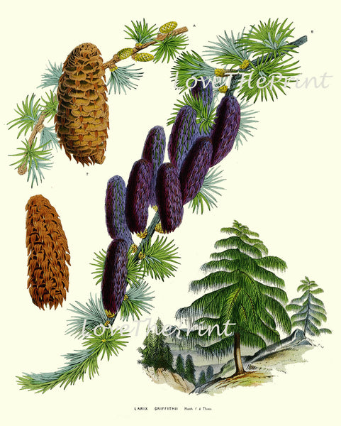 BOTANICAL PRINT Houtte Flower  Botanical Art Print 67 Beautiful Antique Pine Tree Pinecone Sikkim Larch Chart Illustration Summer Plant