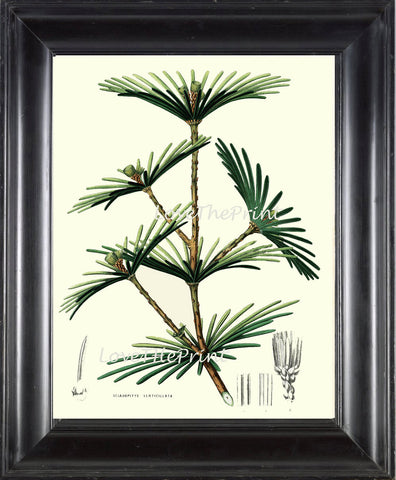 BOTANICAL PRINT Houtte Flower  Botanical Art Print 63 Beautiful Antique Umbrella Pine Tree Chart Illustration Forest Nature Summer Plant