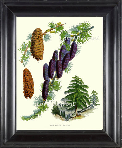 BOTANICAL PRINT Houtte Flower  Botanical Art Print 67 Beautiful Antique Pine Tree Pinecone Sikkim Larch Chart Illustration Summer Plant