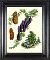 BOTANICAL PRINT Houtte Flower  Botanical Art Print 67 Beautiful Antique Pine Tree Pinecone Sikkim Larch Chart Illustration Summer Plant