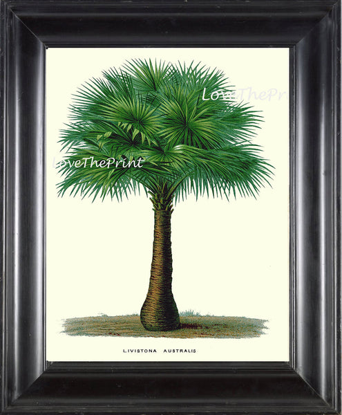 BOTANICAL PRINT Houtte Flower  Botanical Art Print 127 Beautiful Antique Palm Tree Australian Cabbage Palm Tropical Home Decor to Frame