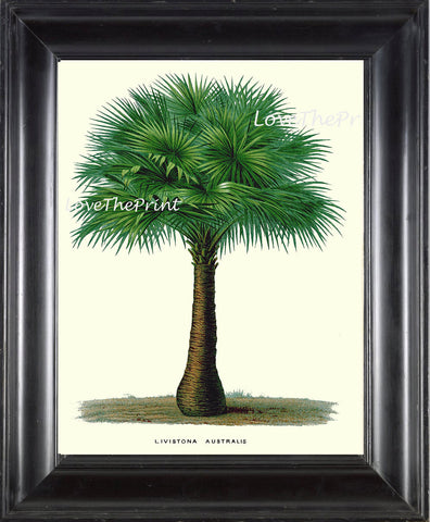 BOTANICAL PRINT Houtte Flower  Botanical Art Print 127 Beautiful Antique Palm Tree Australian Cabbage Palm Tropical Home Decor to Frame
