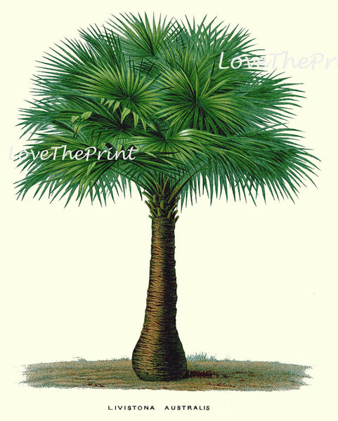 BOTANICAL PRINT Houtte Flower  Botanical Art Print 127 Beautiful Antique Palm Tree Australian Cabbage Palm Tropical Home Decor to Frame