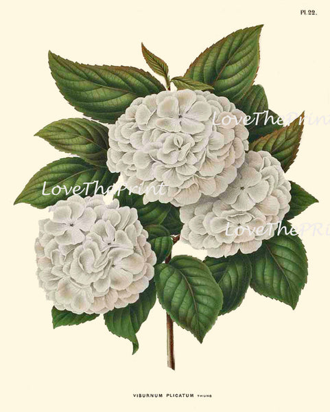 BOTANICAL PRINT WITTE  Botanical Art Print 21 Beautiful White Hydrangea Antique Large Flower Spring Garden Summer Home Decor to Frame