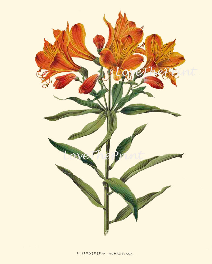 lily flower botanical illustration BOTANICAL PRINT WITTE Botanical Art Print 23 Peruvian Lily Beautiful O – Love the Print