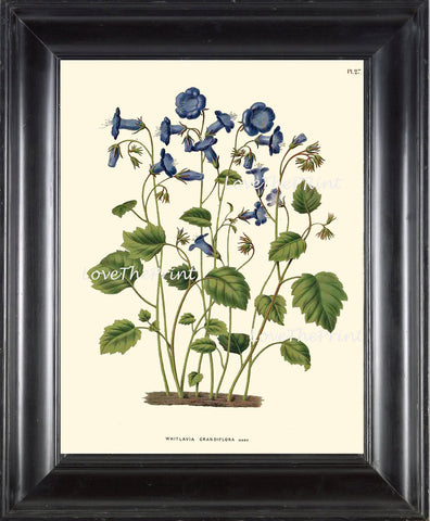 BOTANICAL PRINT WITTE  Botanical Art Print 24 Beautiful Blue Indigo Bluebell Antique Flower Summer Wildflower Wall Home Decor to Frame