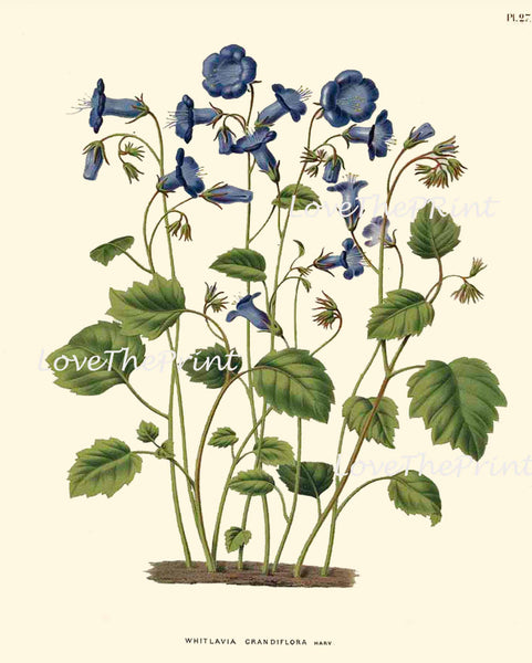 BOTANICAL PRINT WITTE  Botanical Art Print 24 Beautiful Blue Indigo Bluebell Antique Flower Summer Wildflower Wall Home Decor to Frame