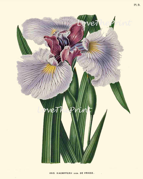 BOTANICAL PRINT WITTE  Botanical Art Print 17 Beautiful Blue Purple Iris Antique Flower Spring Garden Summer Wall Home Decor to Frame