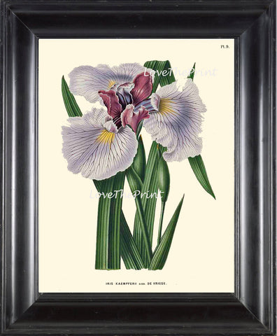 BOTANICAL PRINT WITTE  Botanical Art Print 17 Beautiful Blue Purple Iris Antique Flower Spring Garden Summer Wall Home Decor to Frame