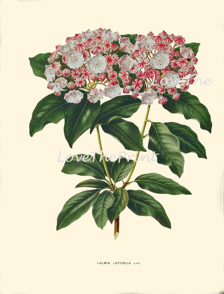 BOTANICAL PRINT WITTE  Botanical Art Print 25 Pink Calico Bush Blooming Antique Flower Spring Summer Garden Interior Design to Frame