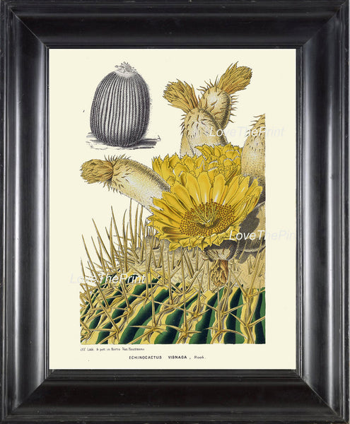 BOTANICAL PRINT HOUTTE  Art Print 94 Beautiful Yellow Cactus Blooming Flower Tropical Garden Nature Home Wall Decor Picture to Frame
