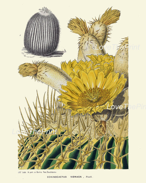 BOTANICAL PRINT HOUTTE  Art Print 94 Beautiful Yellow Cactus Blooming Flower Tropical Garden Nature Home Wall Decor Picture to Frame