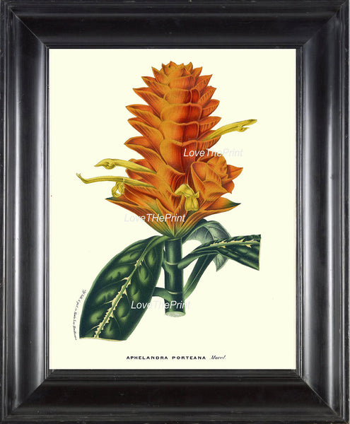 BOTANICAL PRINT HOUTTE  Art Print 113 Beautiful Orange Tropical Flower Aphelandra Porteana Plant Garden Home Wall Decor Picture to Frame