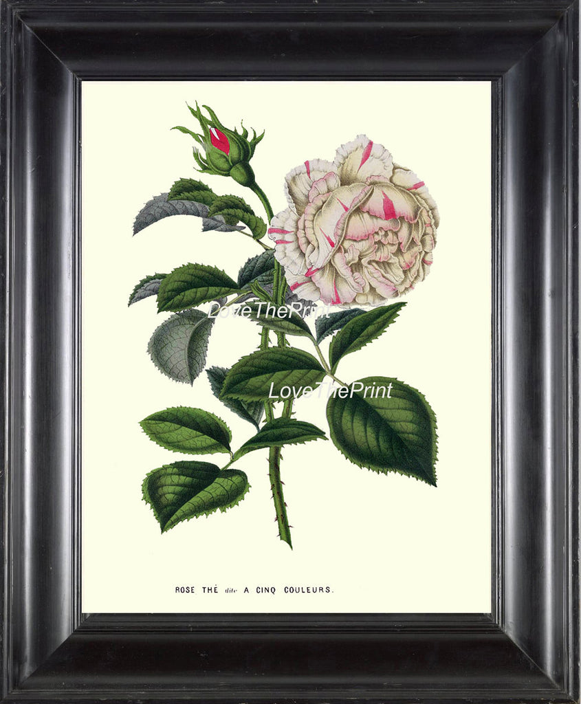 BOTANICAL PRINT HOUTTE  Art Print 154 Beautiful White Pink Rose Antique Flower Plant Garden Home Wall Decor Interior Design to Frame