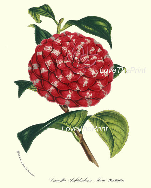 BOTANICAL PRINT HOUTTE  Art Print 183 Beautiful White Pink Red Camellia Antique Flower Garden Home Wall Decor Interior Design to Frame