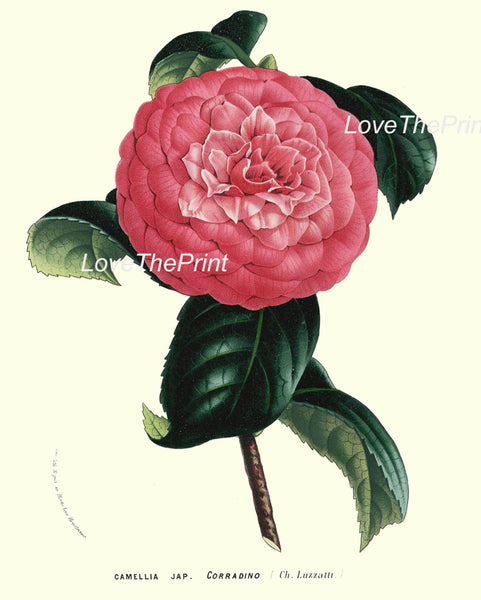 BOTANICAL PRINT HOUTTE  Art Print 187 Beautiful Pink Camellia Antique Flower Garden Nature Home Wall Room Decoration Decor to Frame