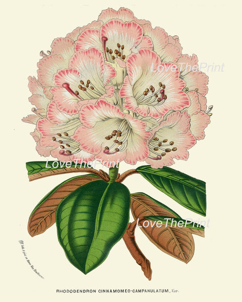 BOTANICAL PRINT HOUTTE  Art Print 195 Beautiful Pink Rhododendron Large Antique Flower Garden Home Wall Decor Interior Design to Frame