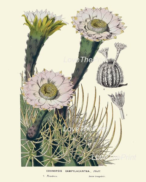 BOTANICAL PRINT HOUTTE  Art Print 213 Beautiful White Cactus Blooming Flower Tropical Garden Nature Home Wall Decor Picture to Frame