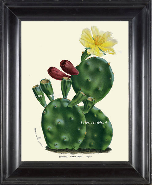 BOTANICAL PRINT HOUTTE  Art Print 93 Beautiful Yellow Cactus Blooming Flower Tropical Garden Nature Home Wall Decor Picture to Frame