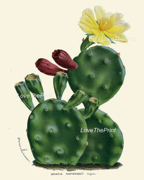 BOTANICAL PRINT HOUTTE  Art Print 93 Beautiful Yellow Cactus Blooming Flower Tropical Garden Nature Home Wall Decor Picture to Frame