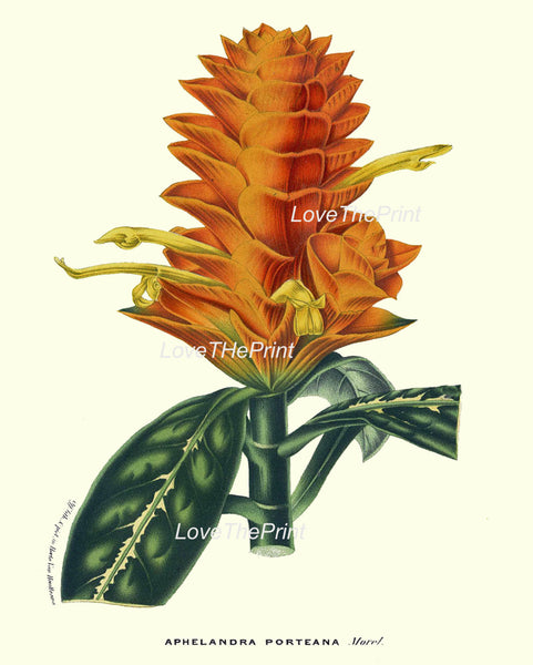 BOTANICAL PRINT HOUTTE  Art Print 113 Beautiful Orange Tropical Flower Aphelandra Porteana Plant Garden Home Wall Decor Picture to Frame
