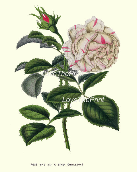 BOTANICAL PRINT HOUTTE  Art Print 154 Beautiful White Pink Rose Antique Flower Plant Garden Home Wall Decor Interior Design to Frame