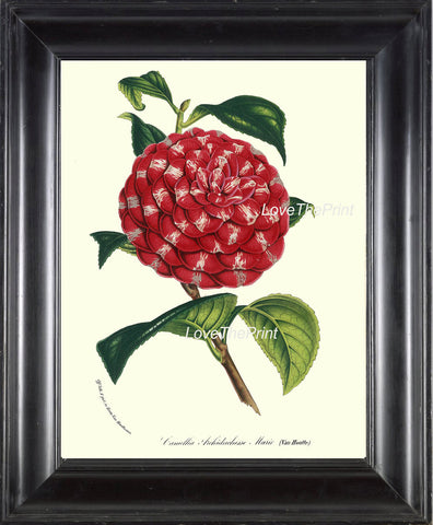 BOTANICAL PRINT HOUTTE  Art Print 183 Beautiful White Pink Red Camellia Antique Flower Garden Home Wall Decor Interior Design to Frame