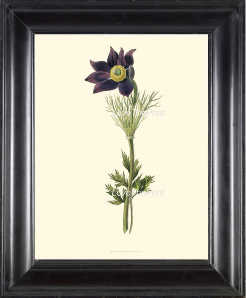 BOTANICAL PRINT Clarke  Botanical Art Print 6 Beautiful Blue Antique Pasqueflower Wind Flower Prairie Crocus Easter Meadow Anemone