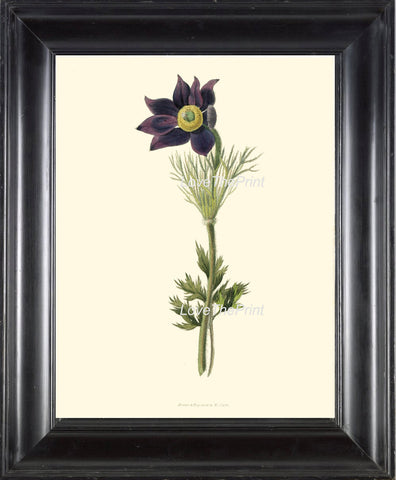BOTANICAL PRINT Clarke  Botanical Art Print 6 Beautiful Blue Antique Pasqueflower Wind Flower Prairie Crocus Easter Meadow Anemone