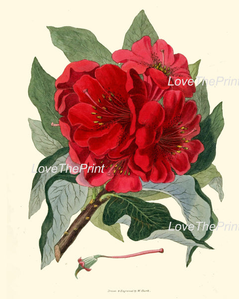 BOTANICAL PRINT Clarke  Botanical Art Print 7 Beautiful Red Antique Rhododendron Large Flower Beautiful Garden Nature Home Room Decor