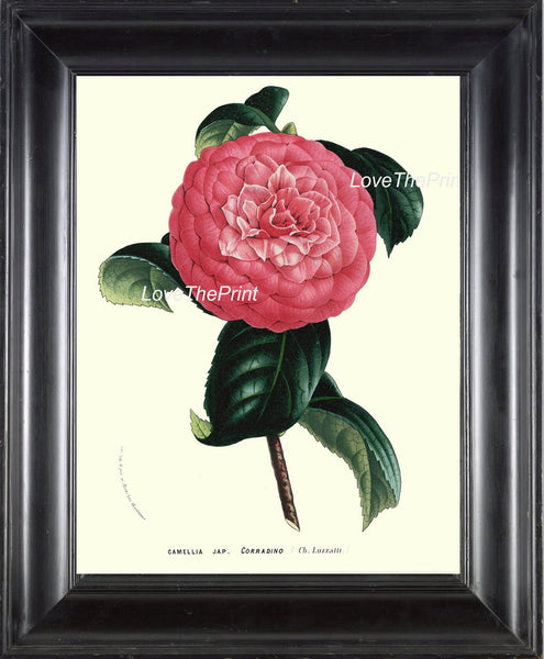 BOTANICAL PRINT HOUTTE  Art Print 187 Beautiful Pink Camellia Antique Flower Garden Nature Home Wall Room Decoration Decor to Frame