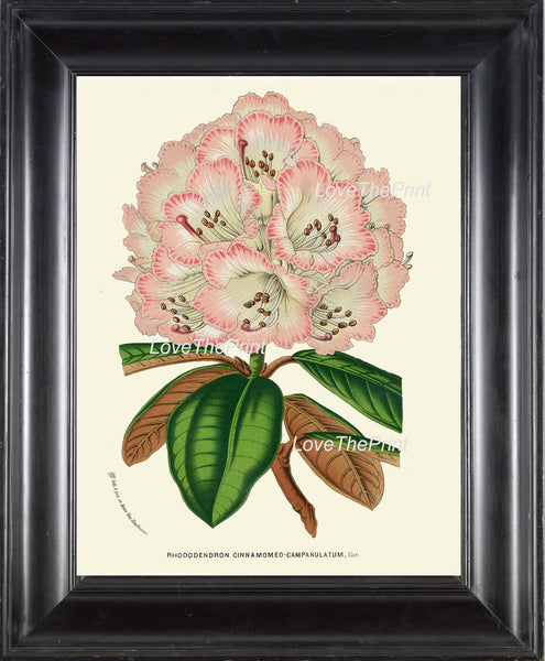 BOTANICAL PRINT HOUTTE  Art Print 195 Beautiful Pink Rhododendron Large Antique Flower Garden Home Wall Decor Interior Design to Frame
