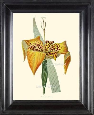 BOTANICAL PRINT Clarke  Botanical Art Print 19 Beautiful Tiger Lily Large Flower Antique Garden Wall Home Room Decor Interior Design