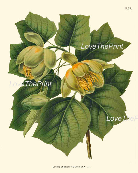 BOTANICAL PRINT WITTE  Botanical Art Print 26 Beautiful Tulip Tree Antique Flower Green Nature Illustration Picture Home Decor to Frame