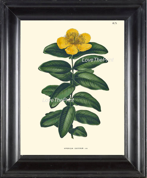 BOTANICAL PRINT WITTE  Botanical Art Print 56 Beautiful Aaron's Beard Yellow Antique Flower Wildflower Nature Wall Home Decor to Frame
