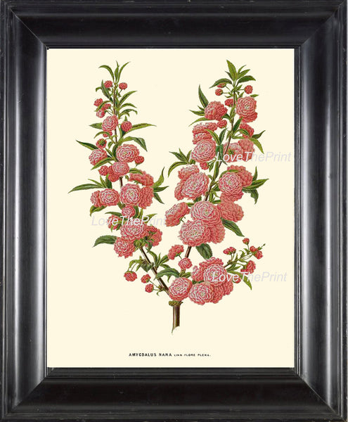 BOTANICAL PRINT WITTE  Botanical Art Print 19 Beautiful Dwarf Almond Pink Antique Flower Tree Branch Wall Room Home Decor to Frame