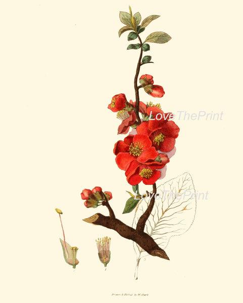 BOTANICAL PRINT Clarke Flower  Botanical Art Print 1 Beautiful Antique Red Japanese Quince Flower Spring Garden