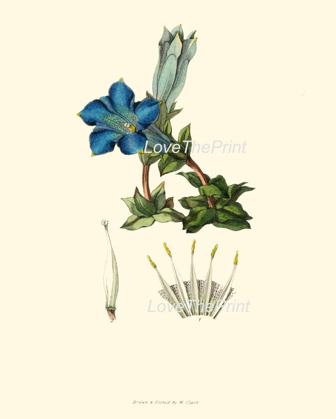 BOTANICAL PRINT Clarke Flower  Botanical Art Print 2 Beautiful Antique Blue Stemless Gentian Flower Spring Garden Home Decor to Frame