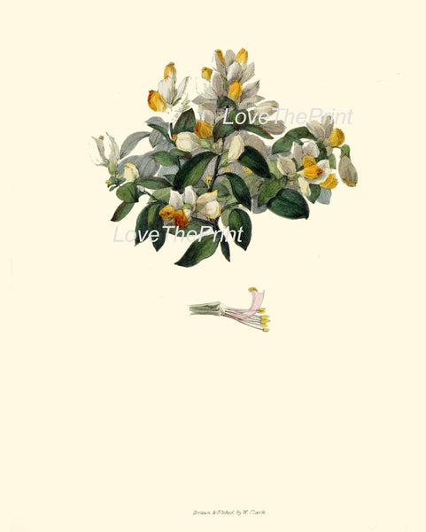 BOTANICAL PRINT Clarke Flower  Botanical Art Print 5 Beautiful Antique Shrubby Milkwort Flower Spring Garden Home Room Decor to Frame