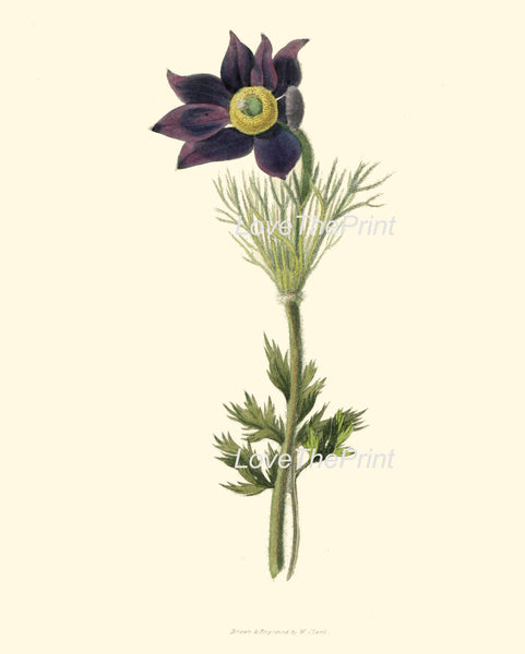 BOTANICAL PRINT Clarke  Botanical Art Print 6 Beautiful Blue Antique Pasqueflower Wind Flower Prairie Crocus Easter Meadow Anemone