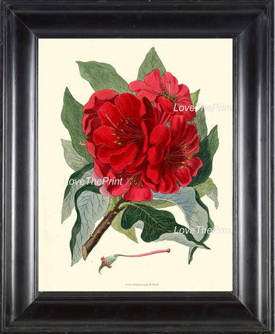 BOTANICAL PRINT Clarke  Botanical Art Print 7 Beautiful Red Antique Rhododendron Large Flower Beautiful Garden Nature Home Room Decor