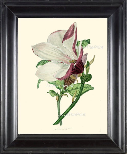 BOTANICAL PRINT Clarke  Botanical Art Print 44 Beautiful White Large Magnolia Flower Tree Branch Antique Home Room Decor Illustration