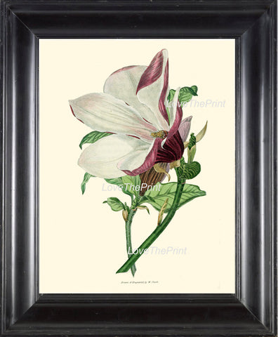 BOTANICAL PRINT Clarke  Botanical Art Print 44 Beautiful White Large Magnolia Flower Tree Branch Antique Home Room Decor Illustration