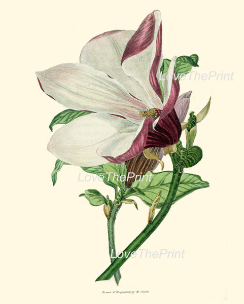 BOTANICAL PRINT Clarke  Botanical Art Print 44 Beautiful White Large Magnolia Flower Tree Branch Antique Home Room Decor Illustration