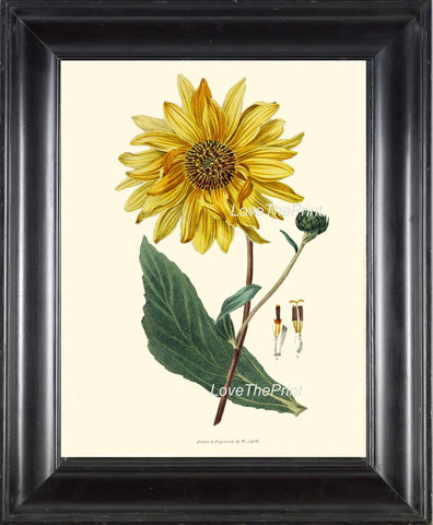 BOTANICAL PRINT Clarke  Botanical Art Print 26 Beautiful Yellow Sunflower Large Flower Antique Garden Wall Home Decor Interior Design