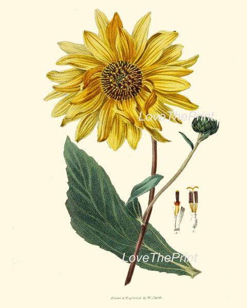 BOTANICAL PRINT Clarke  Botanical Art Print 26 Beautiful Yellow Sunflower Large Flower Antique Garden Wall Home Decor Interior Design