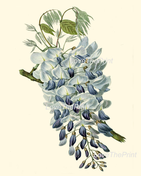 BOTANICAL PRINT Clarke  Botanical Art Print 41 Beautiful Blue Wisteria Flower Antique Spring Summer Garden Tree Branch Illustration