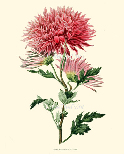 BOTANICAL PRINT Clarke  Botanical Art Print 45 Beautiful Pink Chrysanthemum Flower Antique Spring Summer Garden Home Wall Decor to Frame
