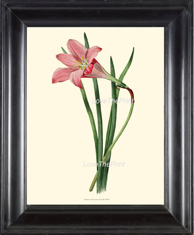 BOTANICAL PRINT Clarke  Botanical Art Print 39 Beautiful Rosepink Zephyr Lily Pink Rain Lily Flower Antique Garden Home Decor to Frame